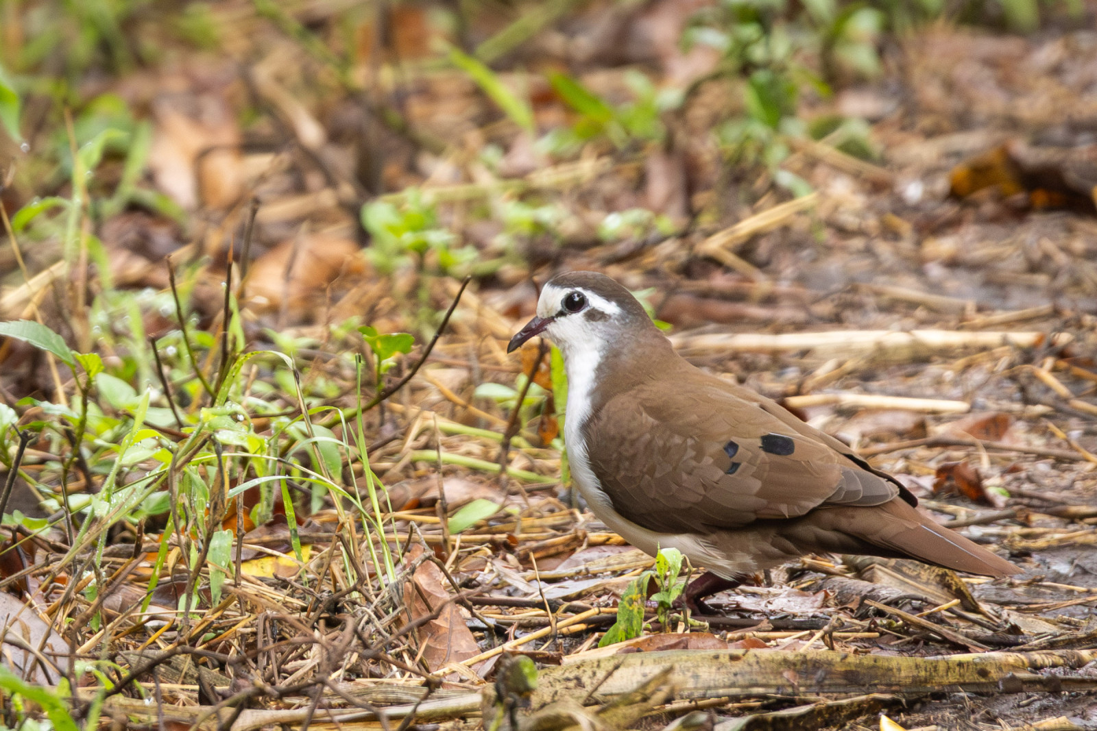 image Tambourine Dove